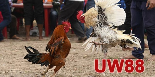 Đá gà UW88 cung cấp nhiều thể loại 