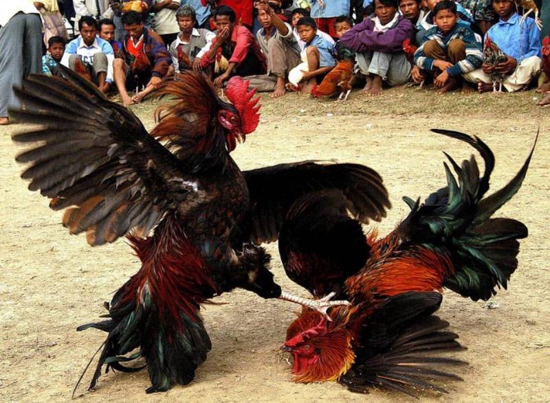 Luật chơi đá gà ăn Campuchia 